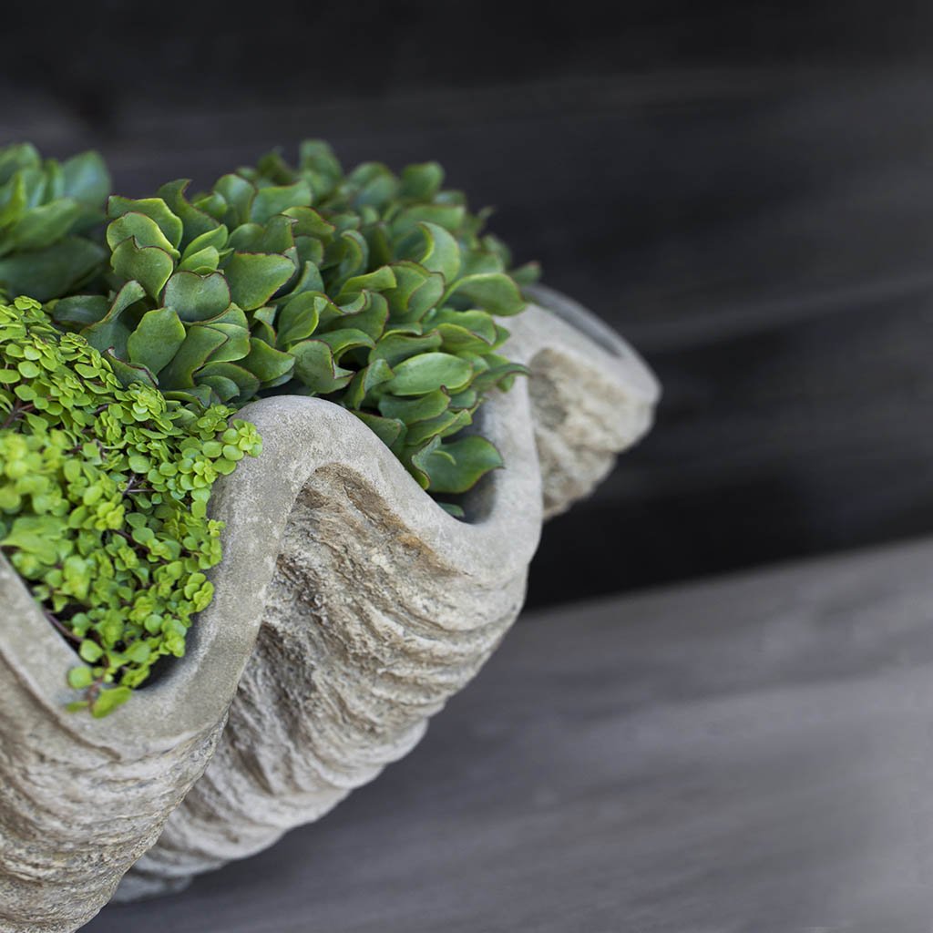 shell succulent planter South Seas Shell Planter - Large