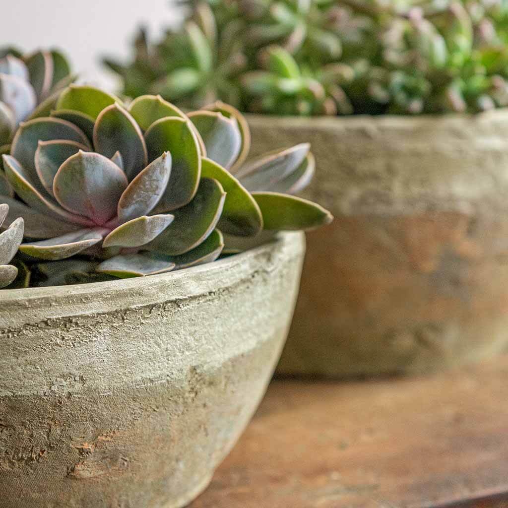 cotswold farm plant pots Farmer's Bowl || Cotswold White