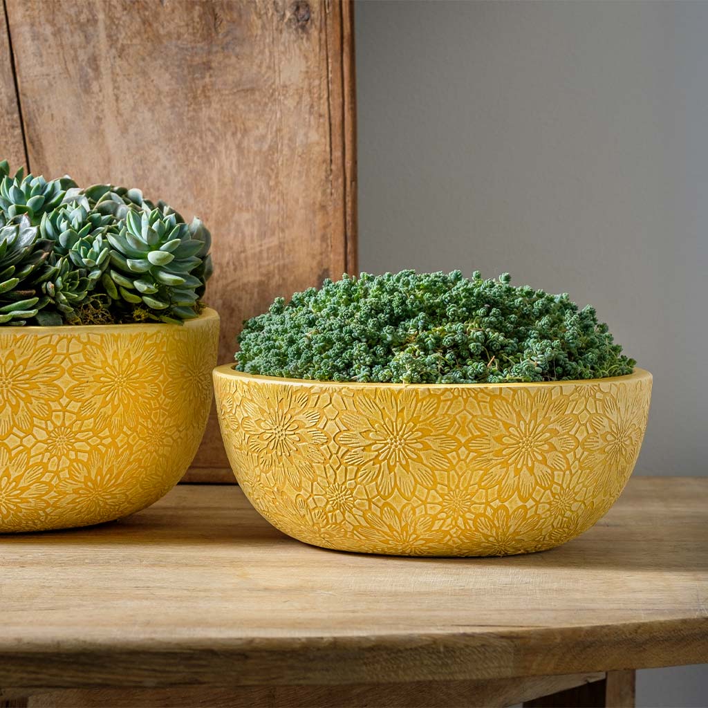 Chrysanthemum Bowl || Goldenrod