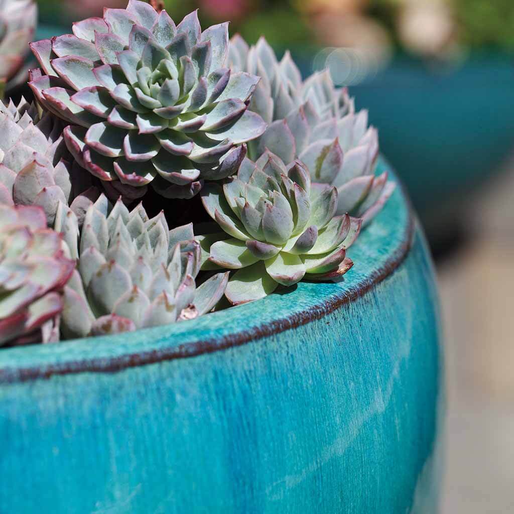 aqua succulents Ellesmere Planter || Aqua