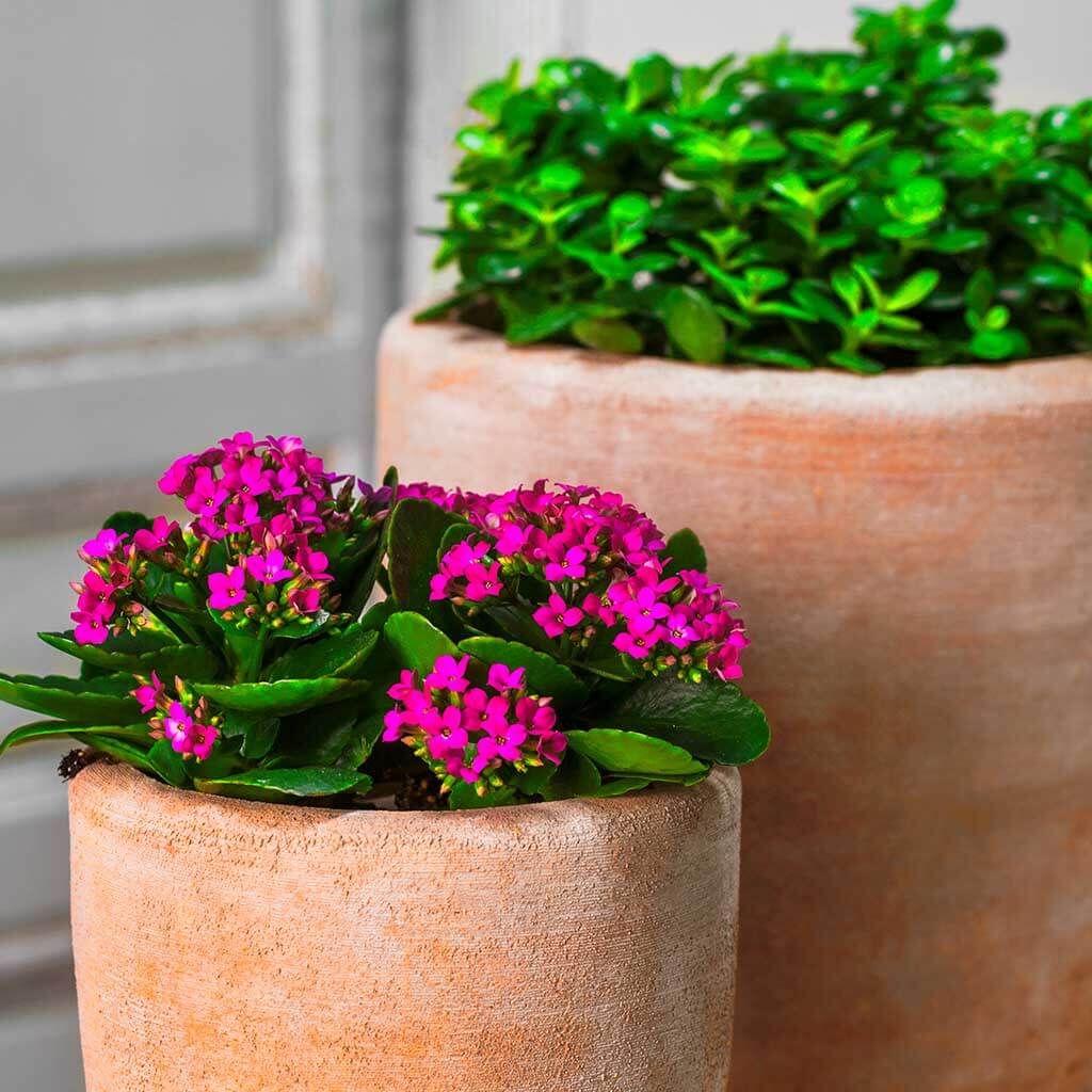 Abrielle Planter || Terra Cotta | shop-campania