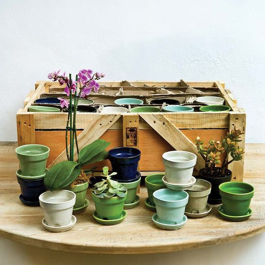 Garden Terrace Crate of 48 || Assorted Glaze