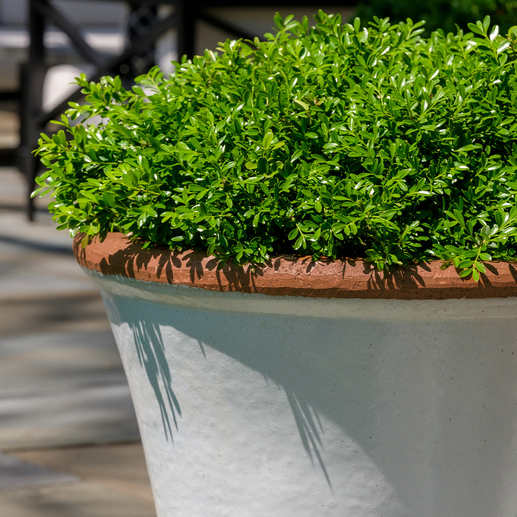 Brighton Planter || Antique White
