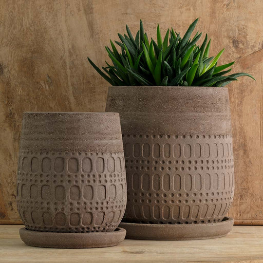 Mojave Planter || Carob