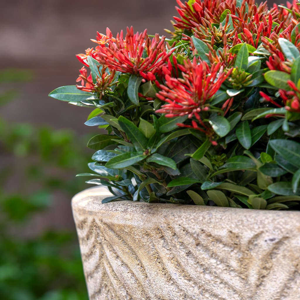 Tropicale Planter || Caribbean Sand