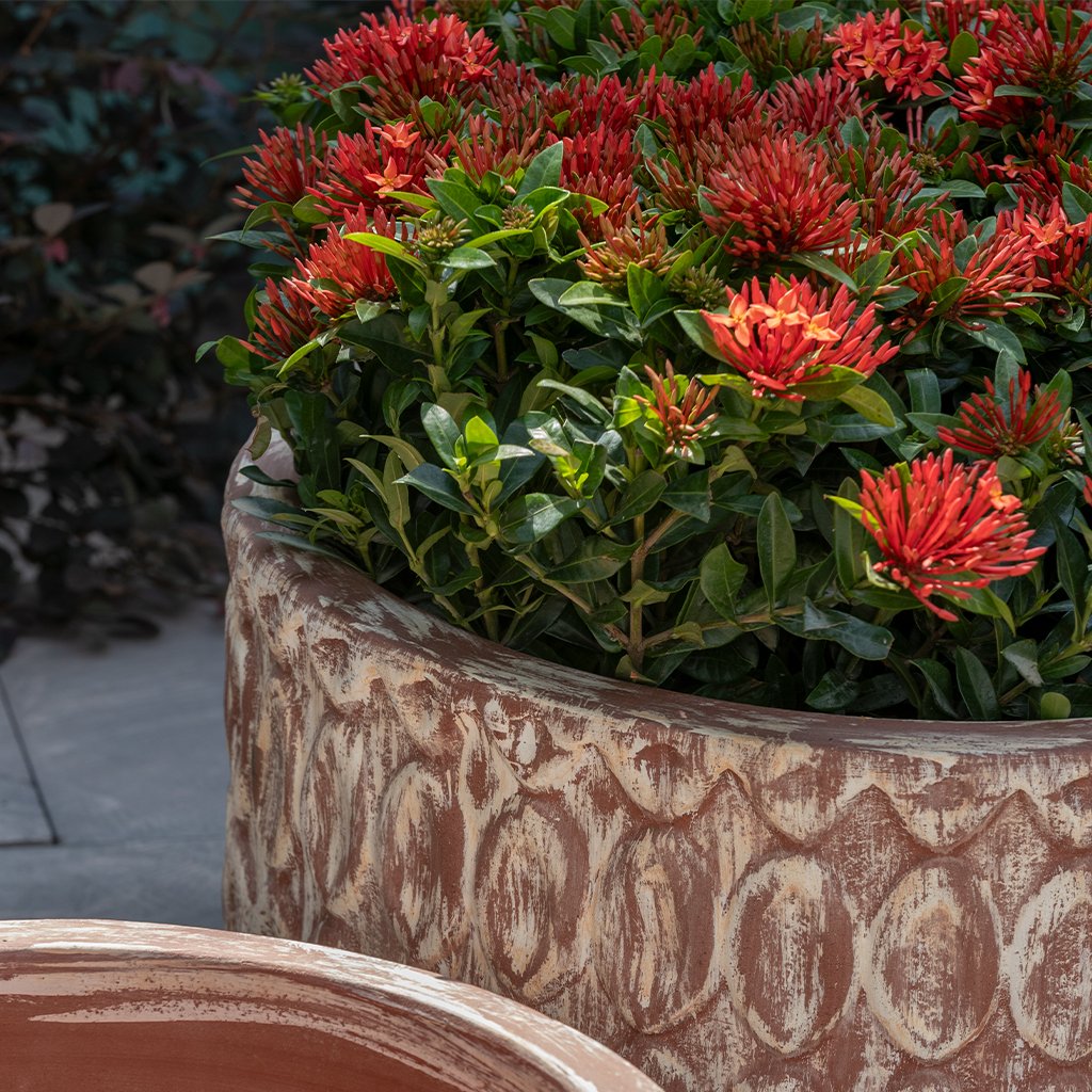 Oriel Planter, Low || Murano Sol
