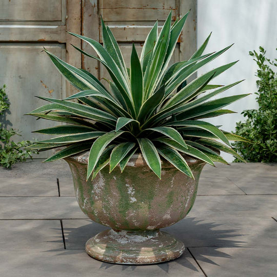 Margaux Urn || Murano Fresco