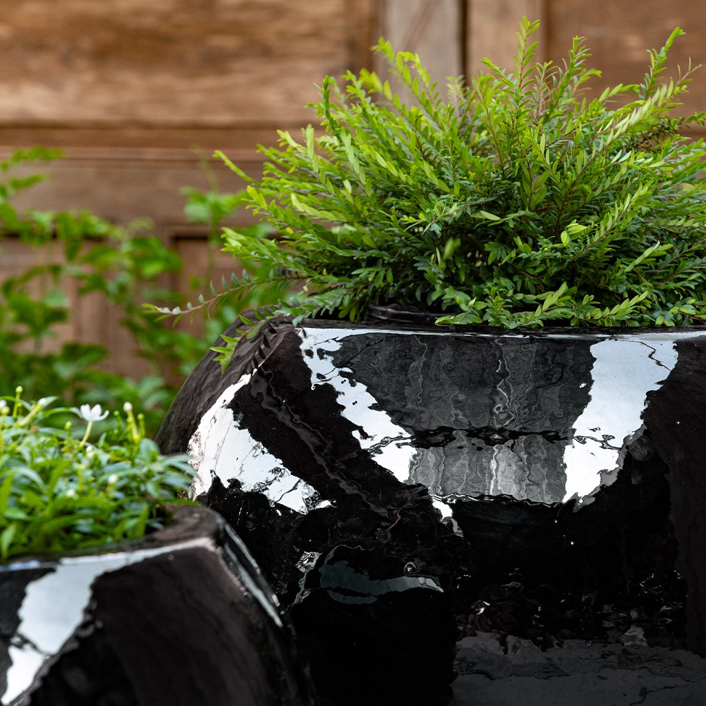 Le Petit Monde Planter || Obsidian