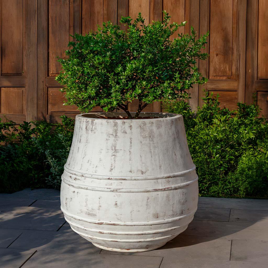 Citron Planter || Whitewash
