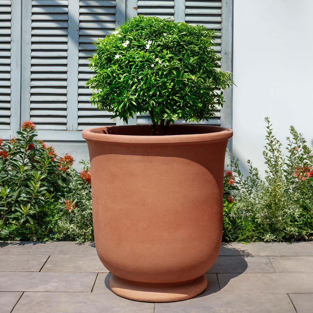 St. Germain Planter || Terra Cotta