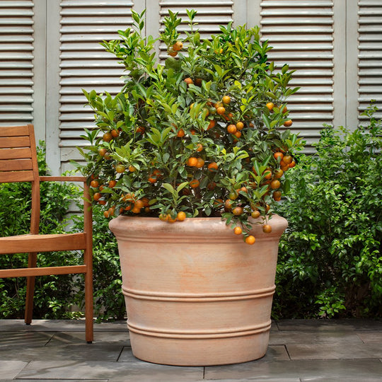 Classic Orangerie Planter || Terra Cotta