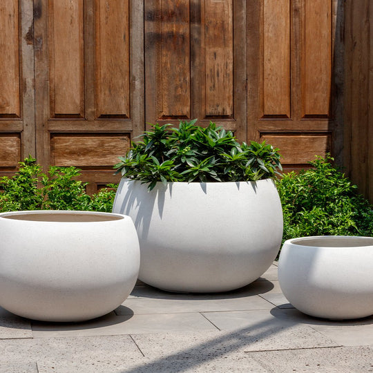Norfolk Planter