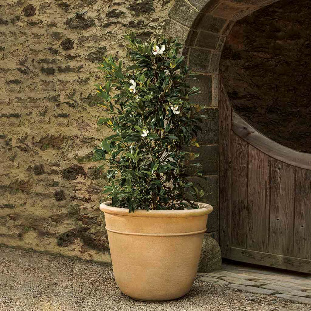Carema Planter