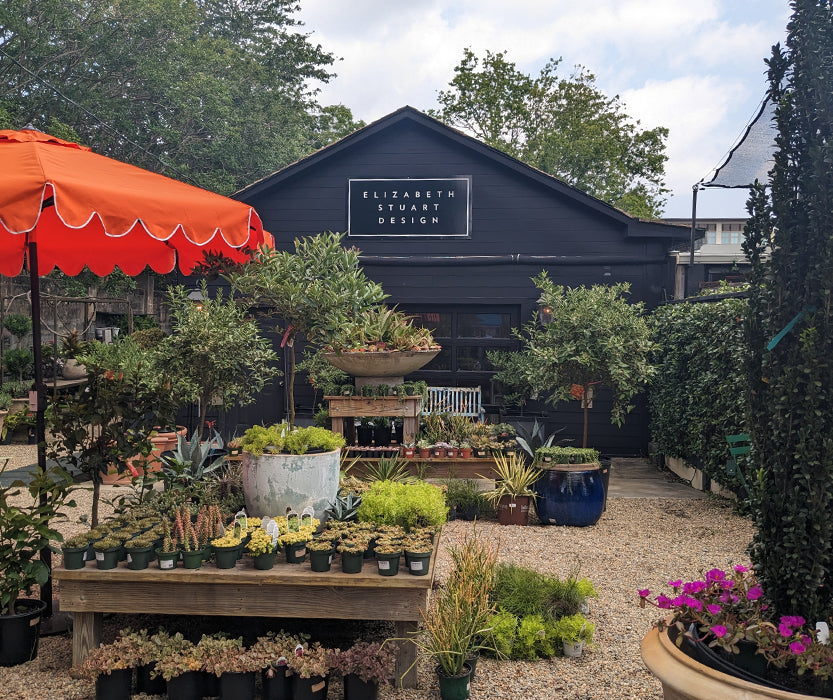 A Retailer shopcampania