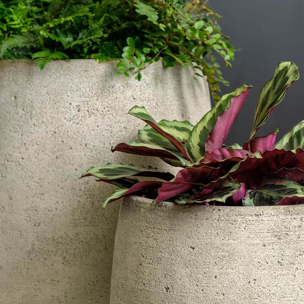 Bebel Planter