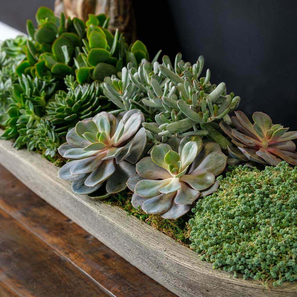 Barca Planter