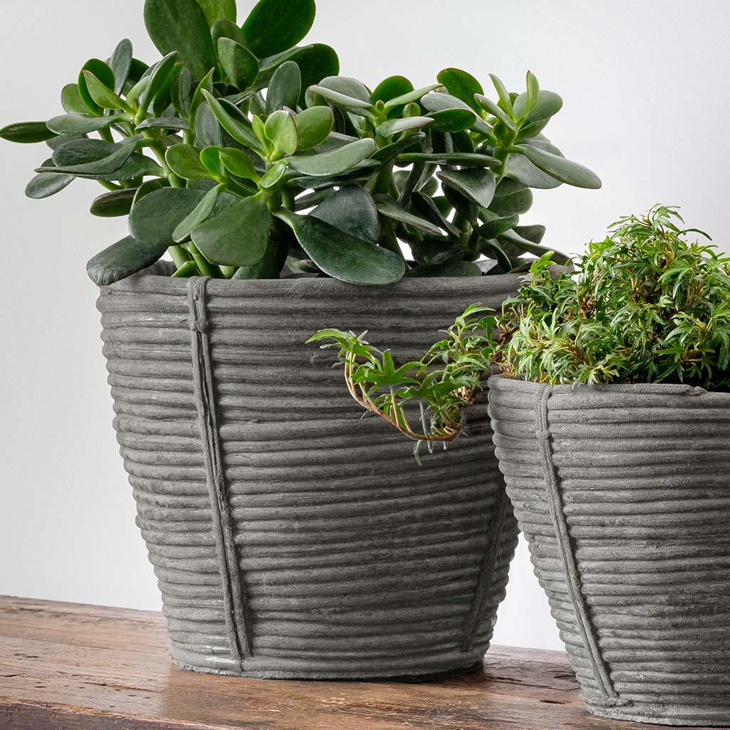 Reed Planter