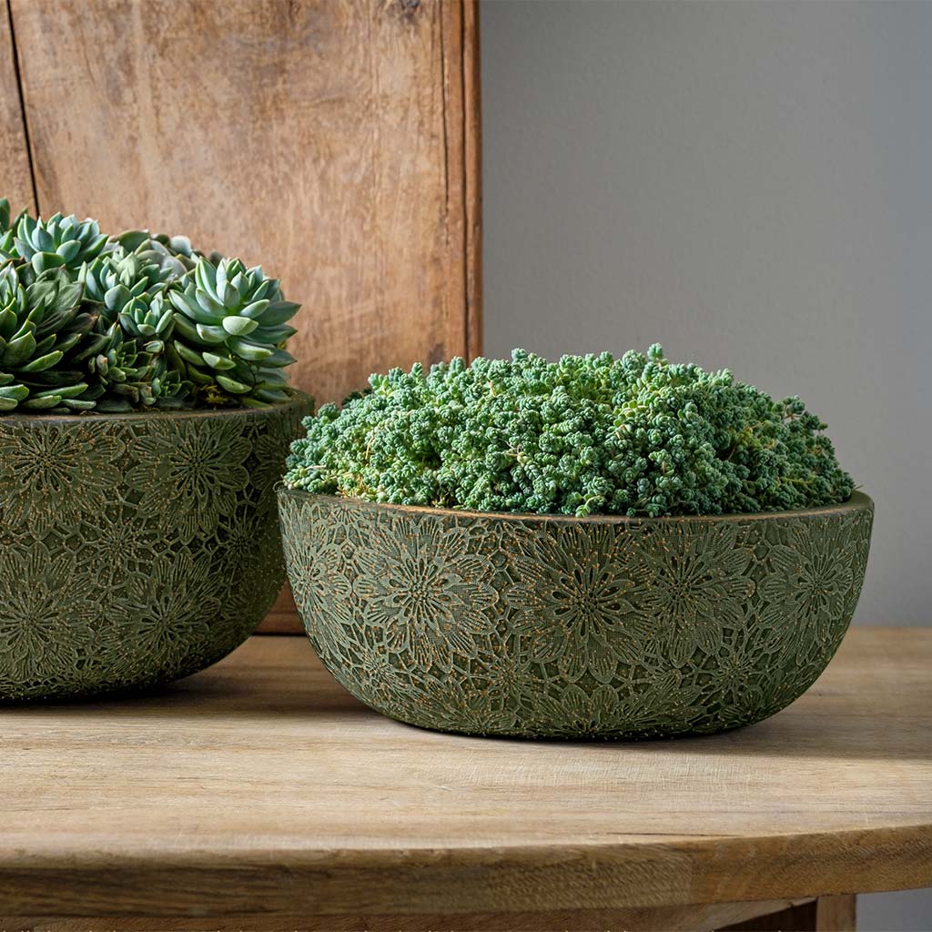 Chrysanthemum Bowl || Green with Bronze