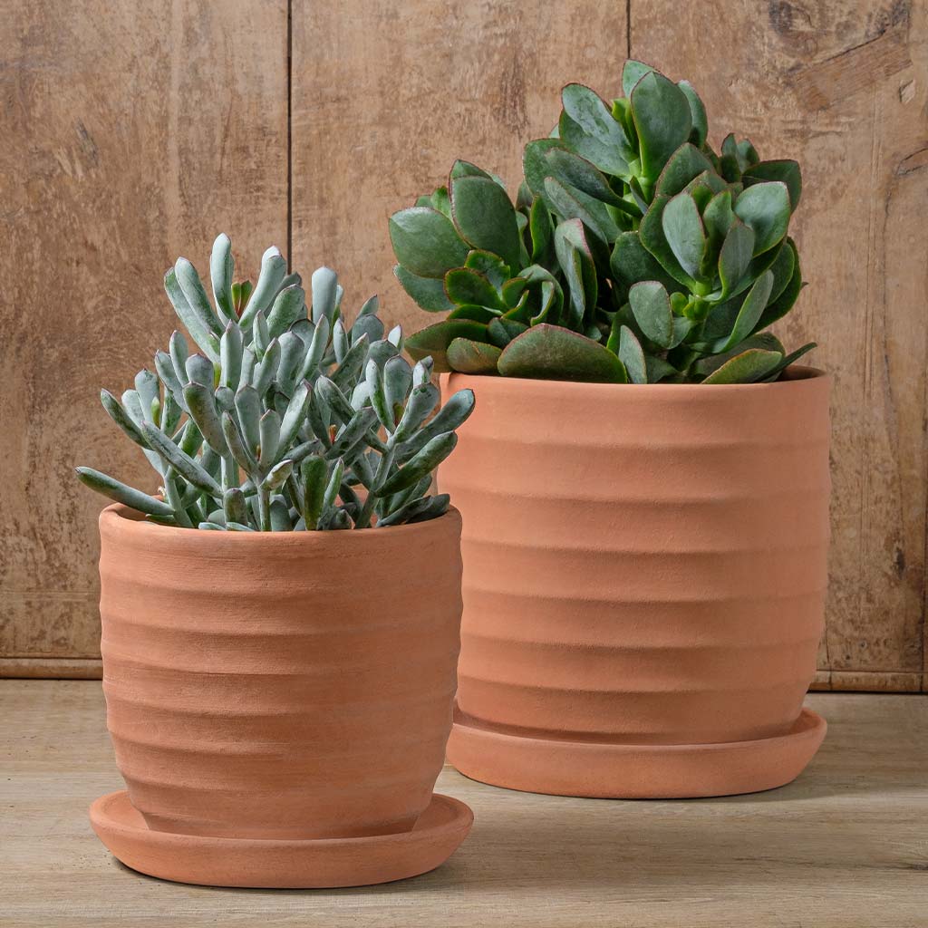 Small Pots | shop-campania