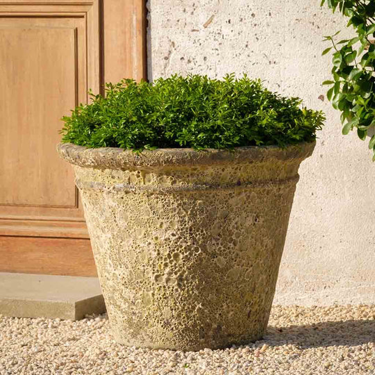 Marchand Planter || Angkor Yellow