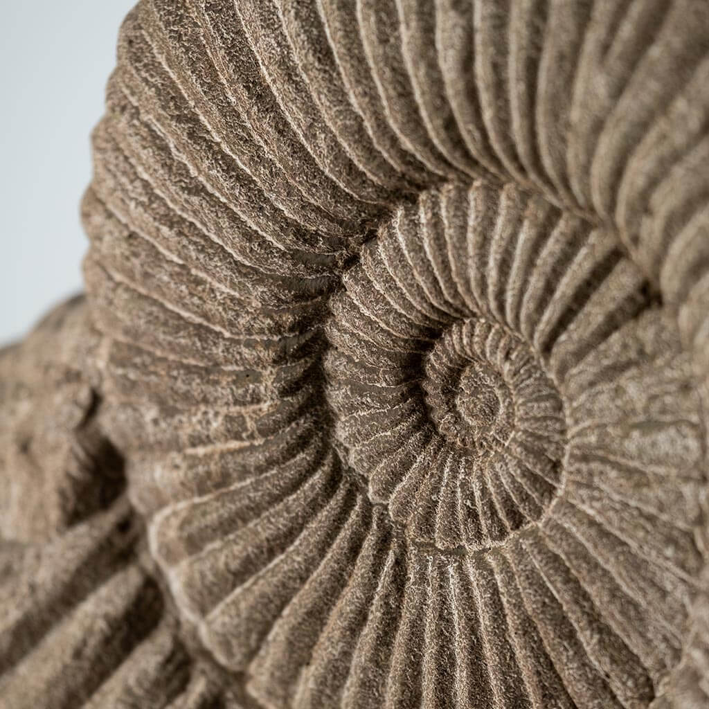 Ammonite, Medium