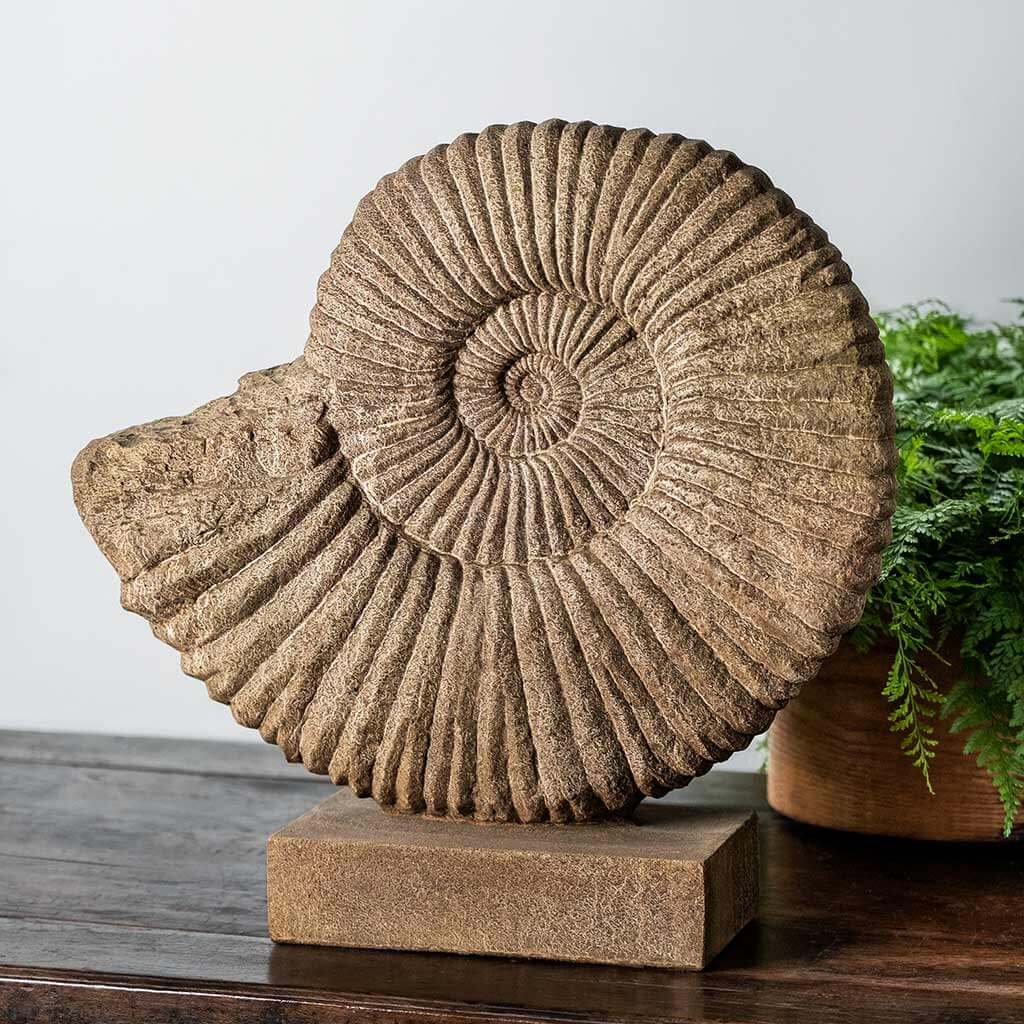 Ammonite, Medium