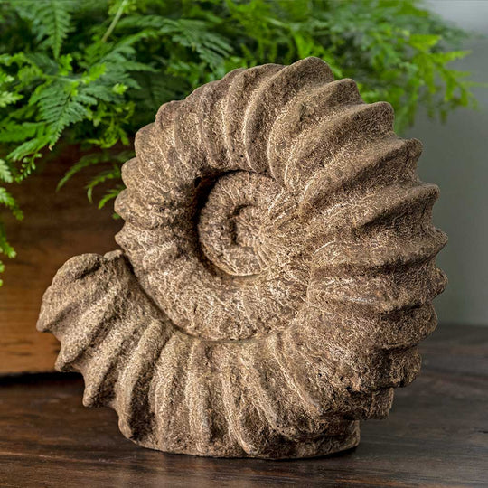 Sea Ammonite